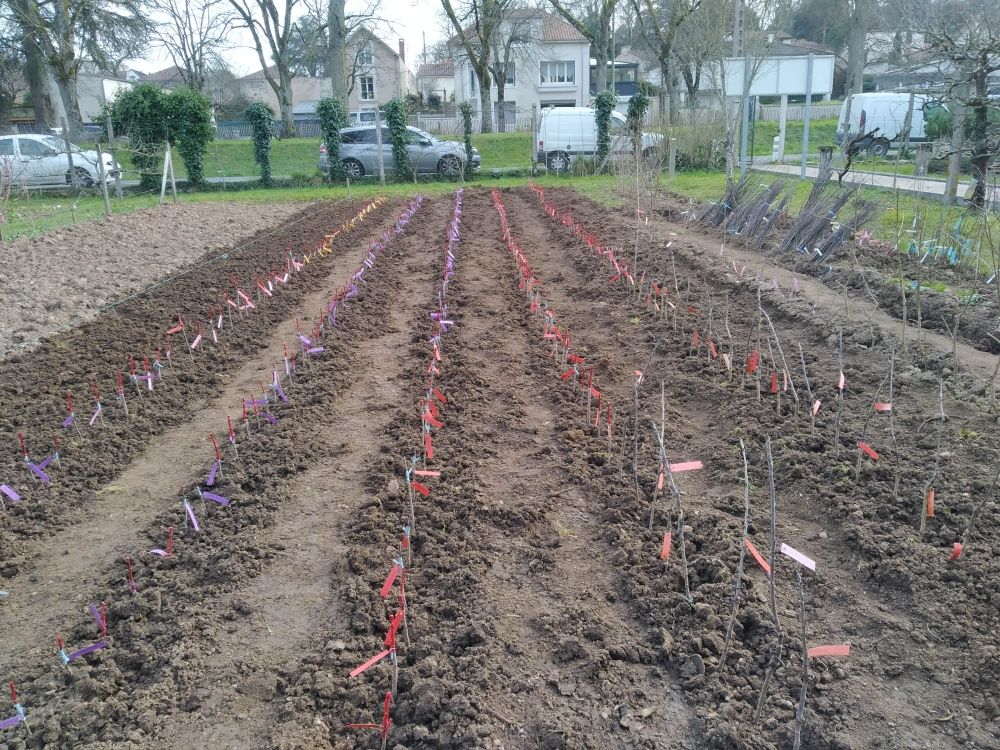 Beau travail de plantation des scions greffés