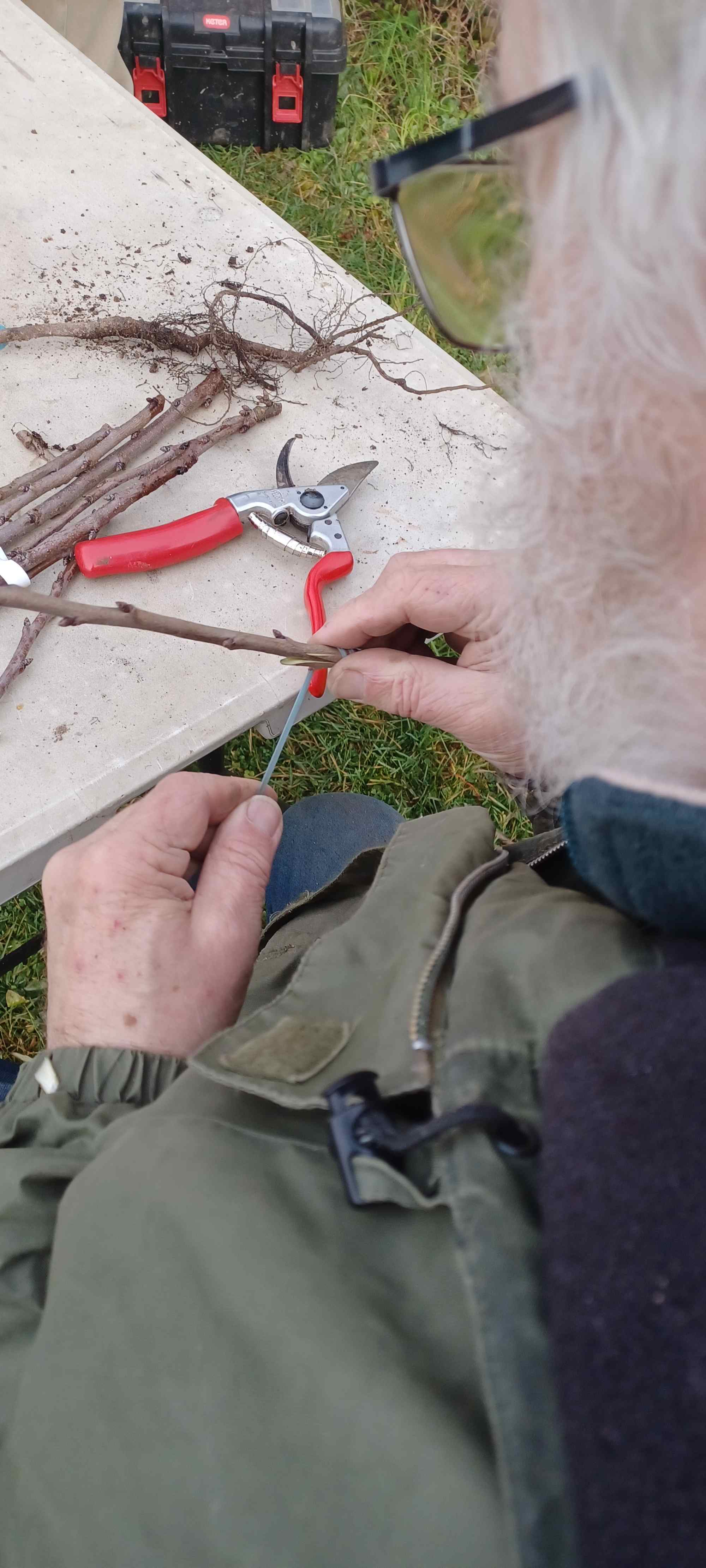 Light Lien étanche du greffon sur porte greffe