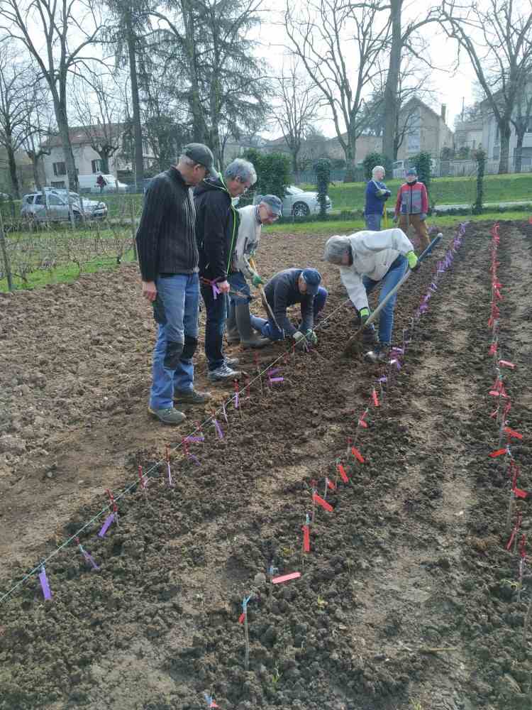 Plantation au cordeau 1