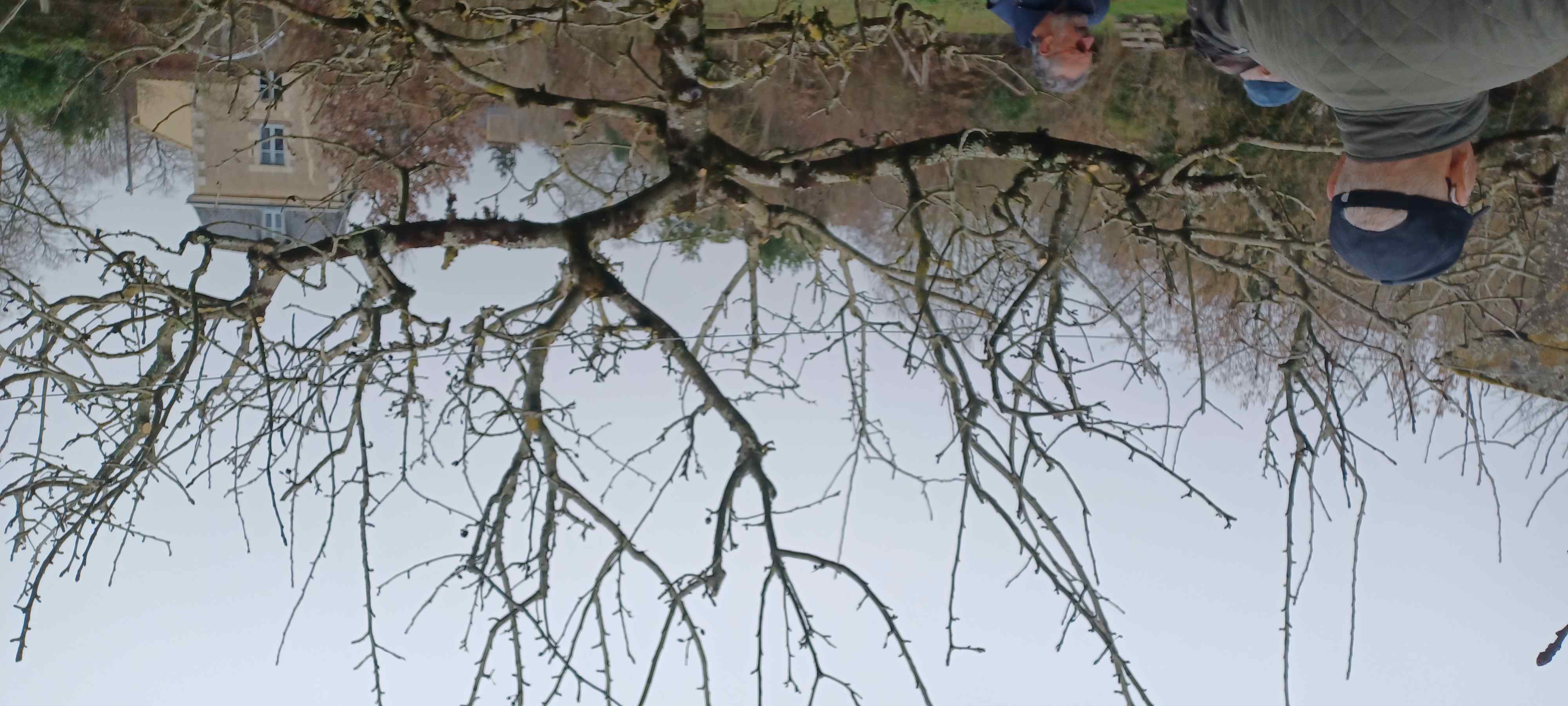 Arbre après taille dentretien 155902