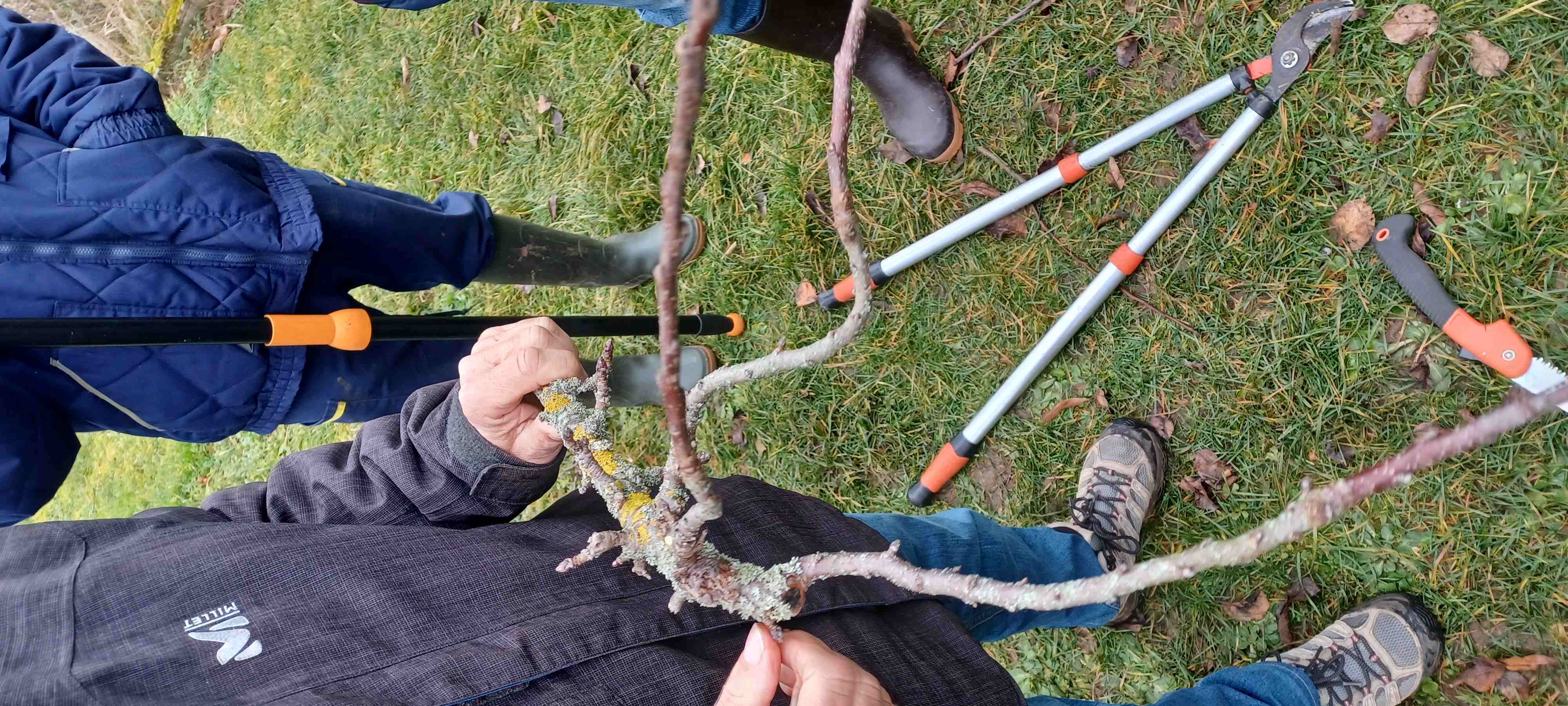 Attaque de pucerons 153213 1