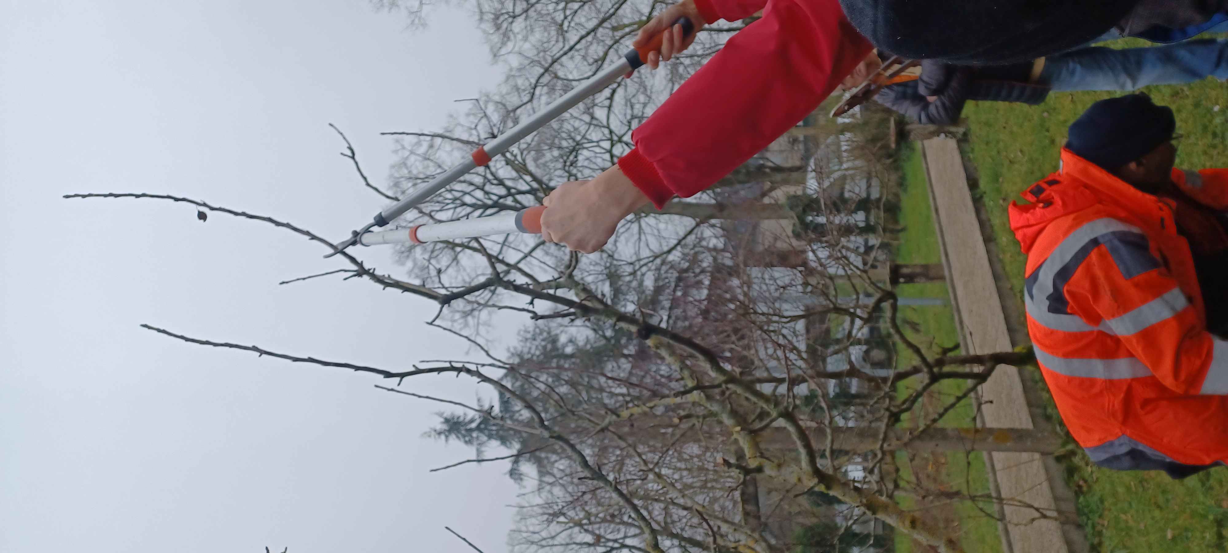 Les branches rabattues sur gobelet 152854