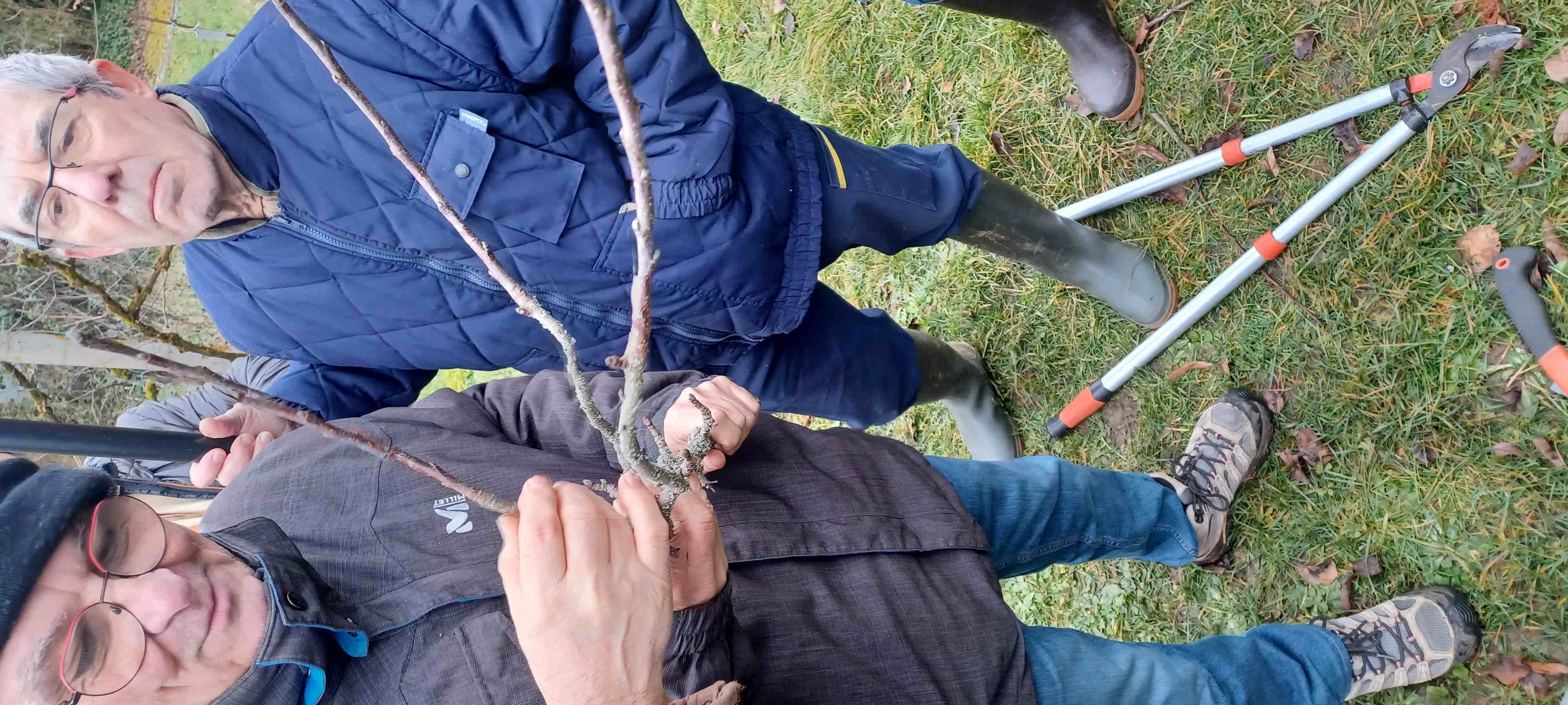 Rameau déformés par pucerons 153201