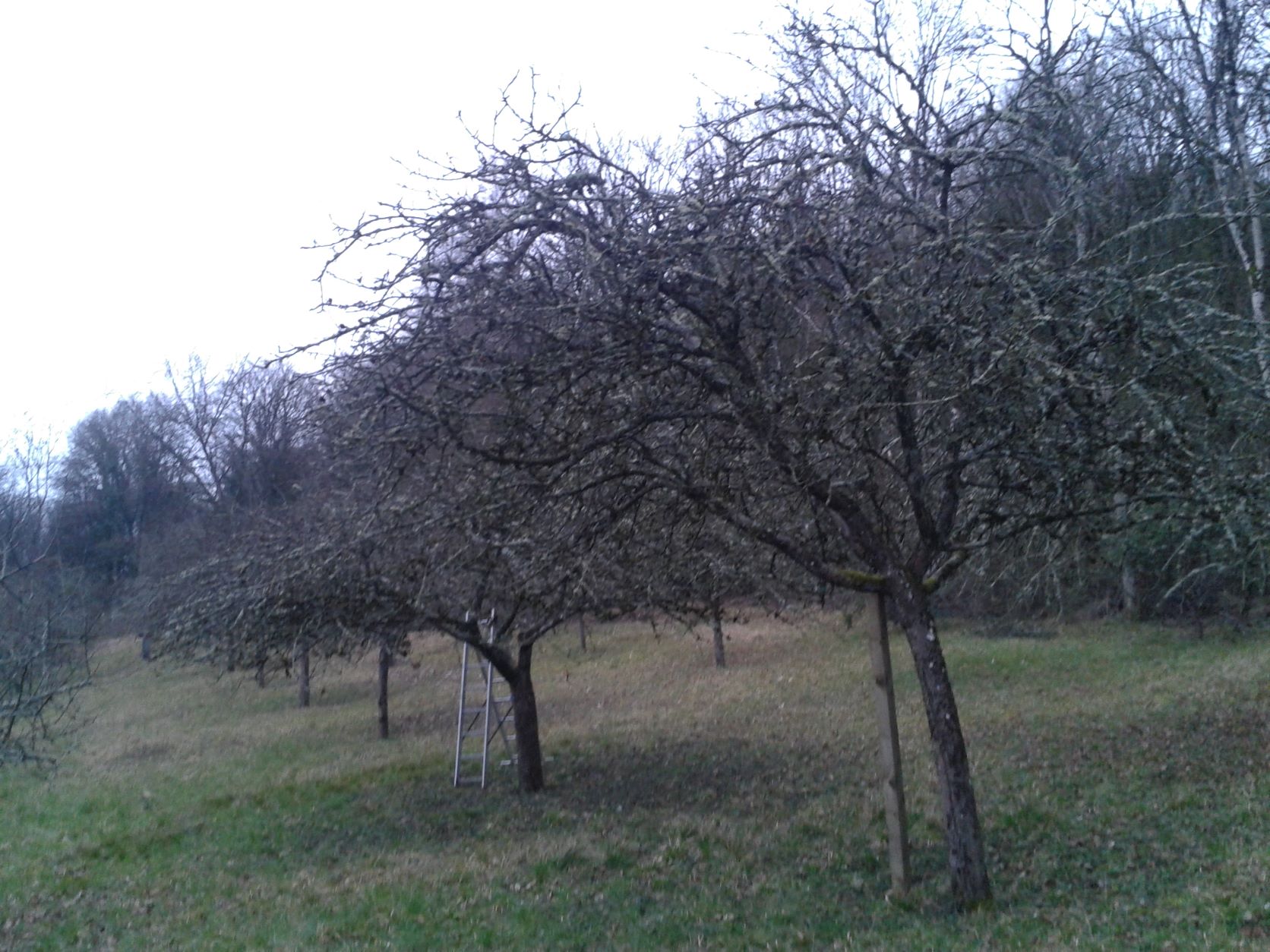 souligny1