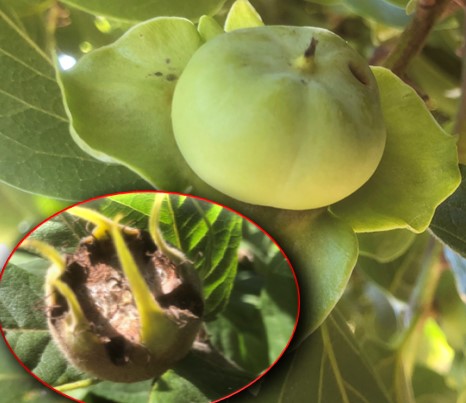 les fruits en formation