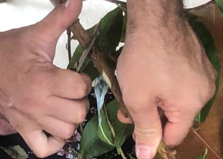 Entaille pour greffe en chip budding