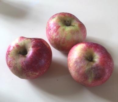 Une pomme des moissons pomme daout la Poupette