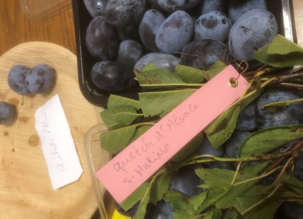 2025 mensuelle aout prunes Questch dAlsace
