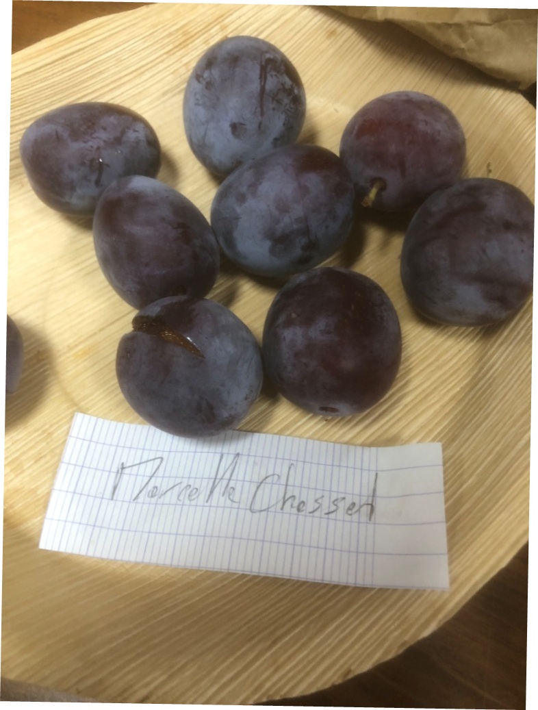 2025 mensuelle aout prunes Marcelle Chasset