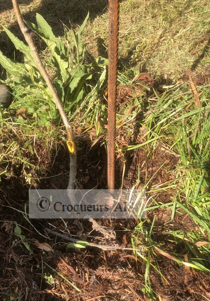 Soins sur une blessure